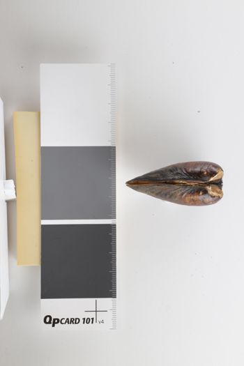Media type: image;   Malacology 5111 Description: dry;  Aspect: CJD_1